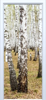  Fototapeta na drzwi brzozy 881