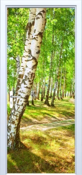  Fototapeta na drzwi brzozy 882