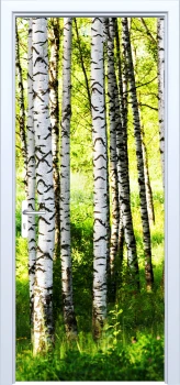  Fototapeta na drzwi brzozy 886