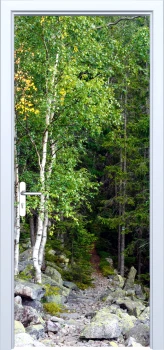  Fototapeta na drzwi drzewa 883