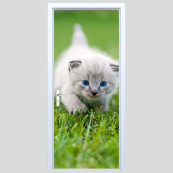  Fototapeta na drzwi kotek 179p