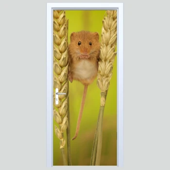  Fototapety na drzwi mysz 233s