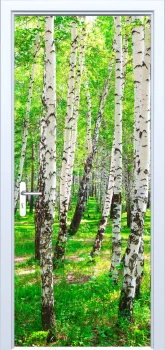  Fototapeta na drzwi brzozy 875