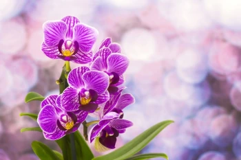  Fototapeta orchidea 2167