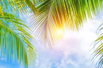  Fototapeta palmy 4411