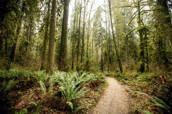  Fototapeta paprocie, ścieżka, las 5137