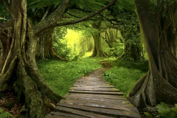  Fototapeta park, ścieżka, las, drzewa 5126