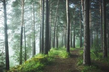  Fototapeta park, ścieżka, las, drzewa 5127