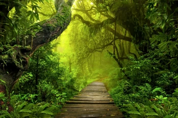  Fototapeta park, ścieżka, las, drzewa 5128