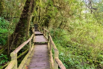  Fototapeta park, ścieżka, las, drzewa 5129