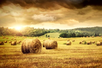  Fototapeta pole 4672