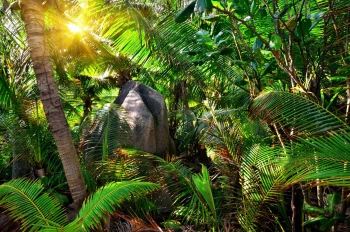  Fototapeta rośliny 4400