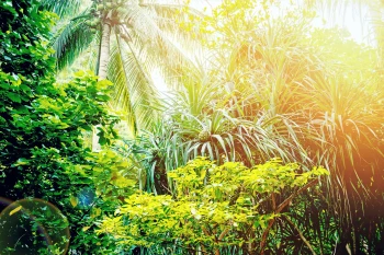  Fototapeta rośliny 4426