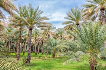  Fototapeta rośliny 4457