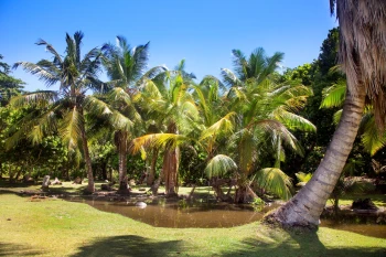  Fototapeta rośliny 4460