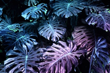  Fototapeta monstera 4479