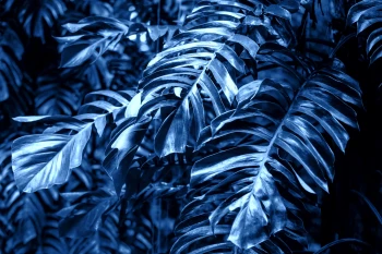  Fototapeta rośliny 4480