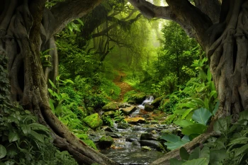  Fototapeta strumyk, góry, las 5124