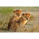 Fototapeta tygrysy 946s