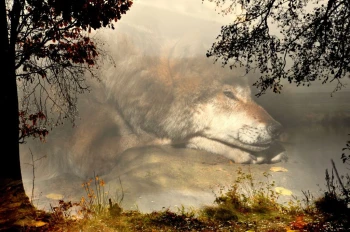  Fototapeta wilk 2303