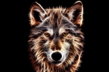  Fototapeta wilk 3014