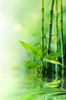  Fototapeta zen bambusy 134p