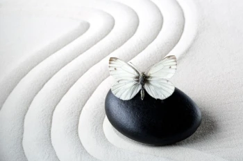  Fototapeta zen motyl 715a