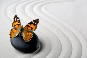  Fototapeta zen motyl 716a
