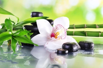  Fototapeta zen orchidea 711a