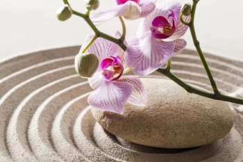  Fototapeta zen orchidea 738a