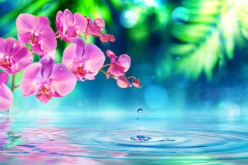  Fototapeta zen orchidea 742a