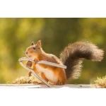  Fototapeta zwierzątka 201a