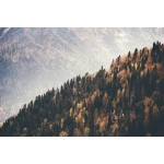  Fototapety na ścianę las 4941