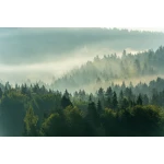  Fototapety na ścianę las 4942