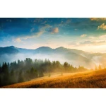  Fototapety na ścianę las 4944