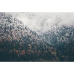  Fototapety na ścianę las 4945