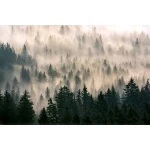  Fototapety na ścianę las 4946