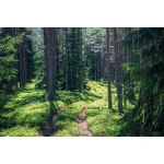  Fototapety na ścianę las 4953