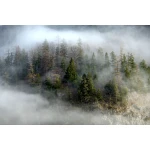  Fototapety na ścianę las 4957