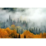  Fototapety na ścianę las 4958