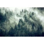  Fototapety na ścianę las 4959