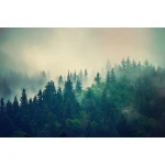  Fototapety na ścianę las 4971