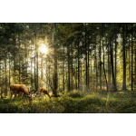  Fototapety na ścianę las 4972