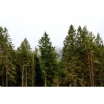  Fototapety na ścianę las 4973