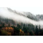  Fototapety na ścianę las 4977