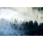  Fototapety na ścianę las 4978