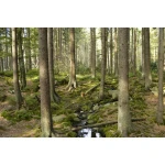  Fototapety na ścianę las 4979