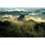  Fototapety na ścianę las 4981