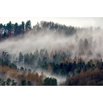  Fototapety na ścianę las 4982