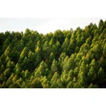  Fototapety na ścianę las 4983